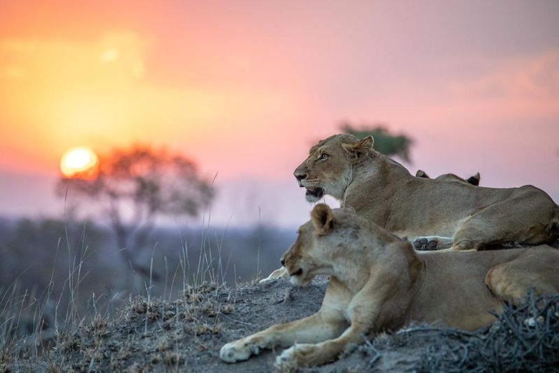 A Rota Jardim é o lar de alguns dos leões machos mais magníficos da África
