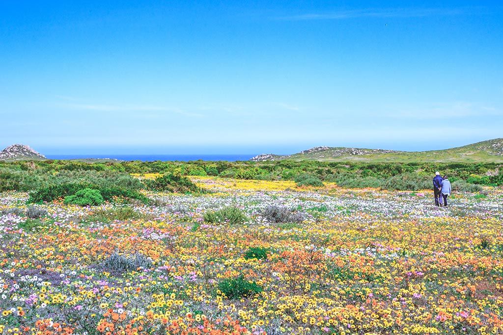 Tout ce qu’il faut savoir sur la Saison des Fleurs au Cap