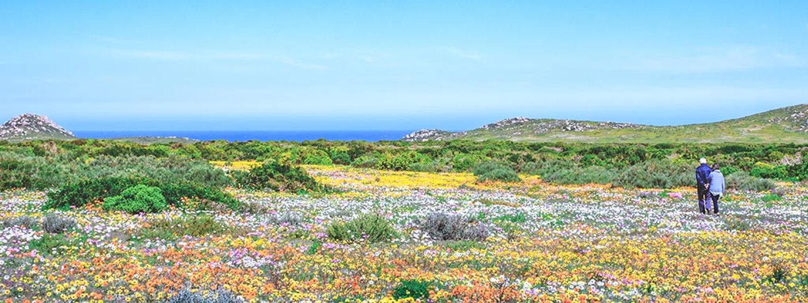 Tout ce qu’il faut savoir sur la Saison des Fleurs au Cap