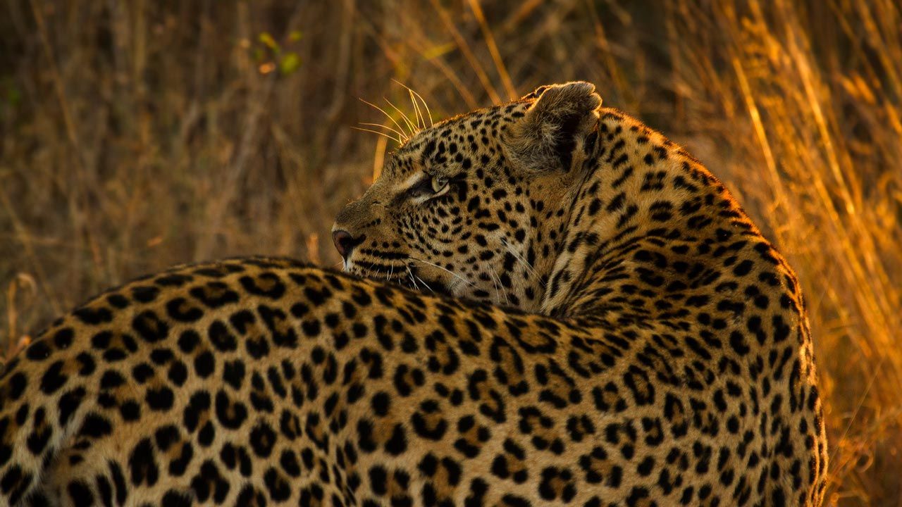 Sabi Sand Game Reserve | Une expérience safari unique