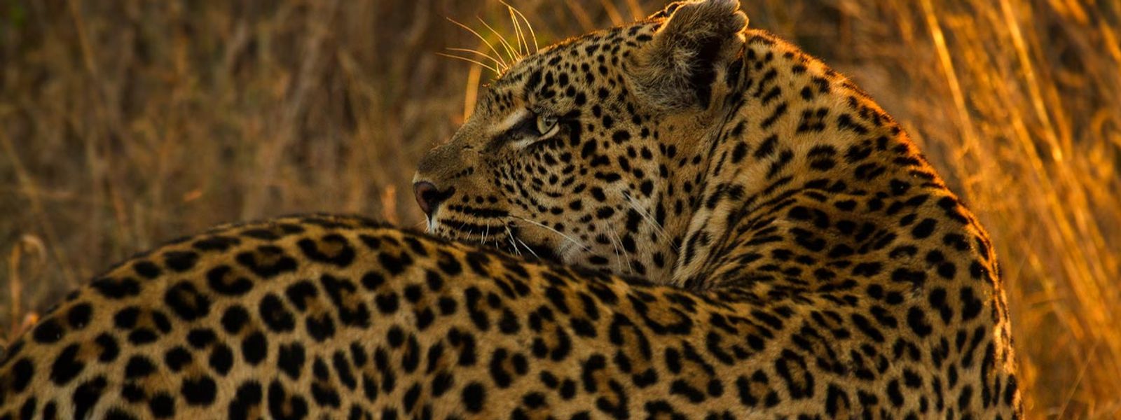 Sabi Sand Game Reserve | Une expérience safari unique