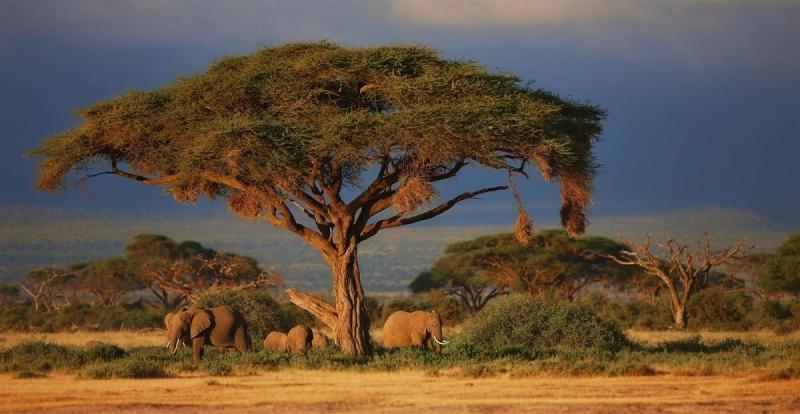 Viva o seu sonho africano no Masai Mara