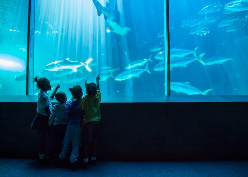 Que faire à Cape Town ? | Two Oceans Aquarium