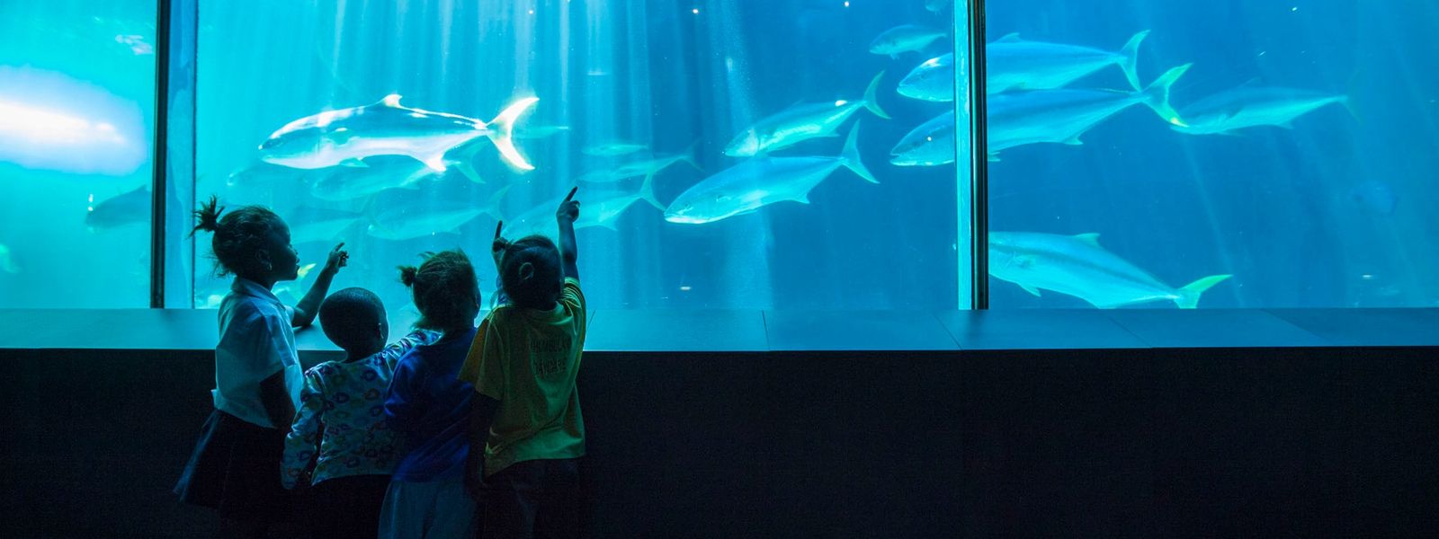 Under the Sea with Khumbulani
