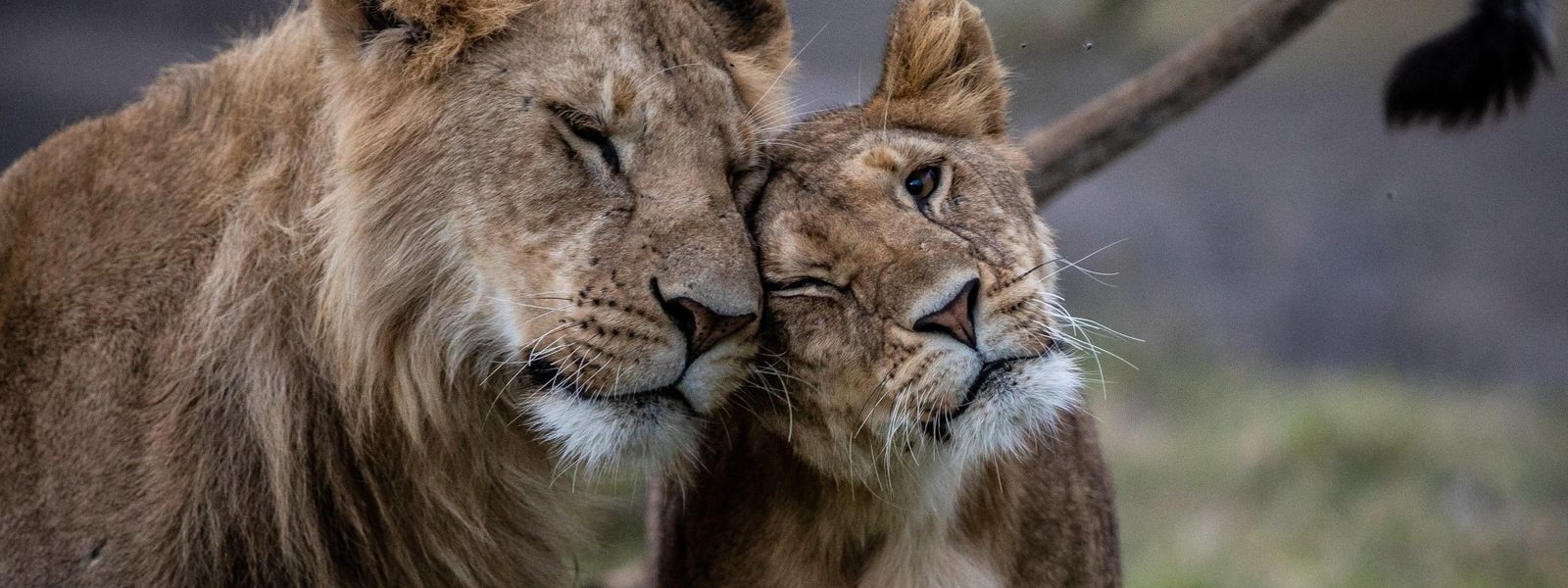 Guia para Iniciantes sobre os Big 5: África Oriental vs África Austral