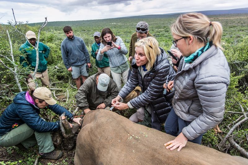 Rhino notching Kwandwe safari
