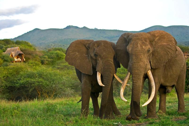 „Big Tusker“ – die Könige der Elefanten mit Stoßzähnen bis zum Boden