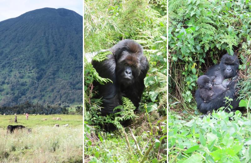 A silverback gorilla sits among dense green vegetation, while a mother and young gorilla rest nearby.