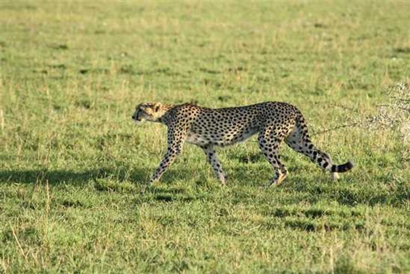 Cheetah in the wild