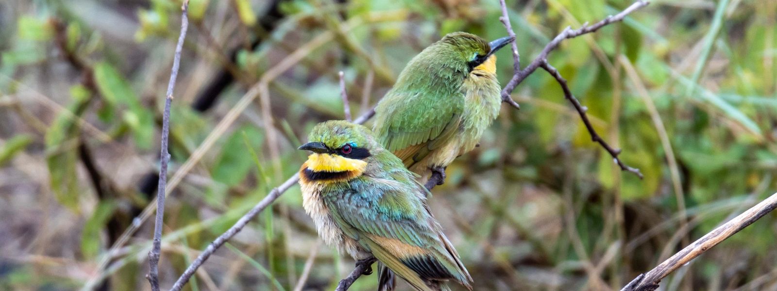 My stay at Tuningi Safari Lodge: Man gave names to all the animals