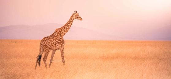 Quelle est la période idéale pour visiter le Serengeti ?