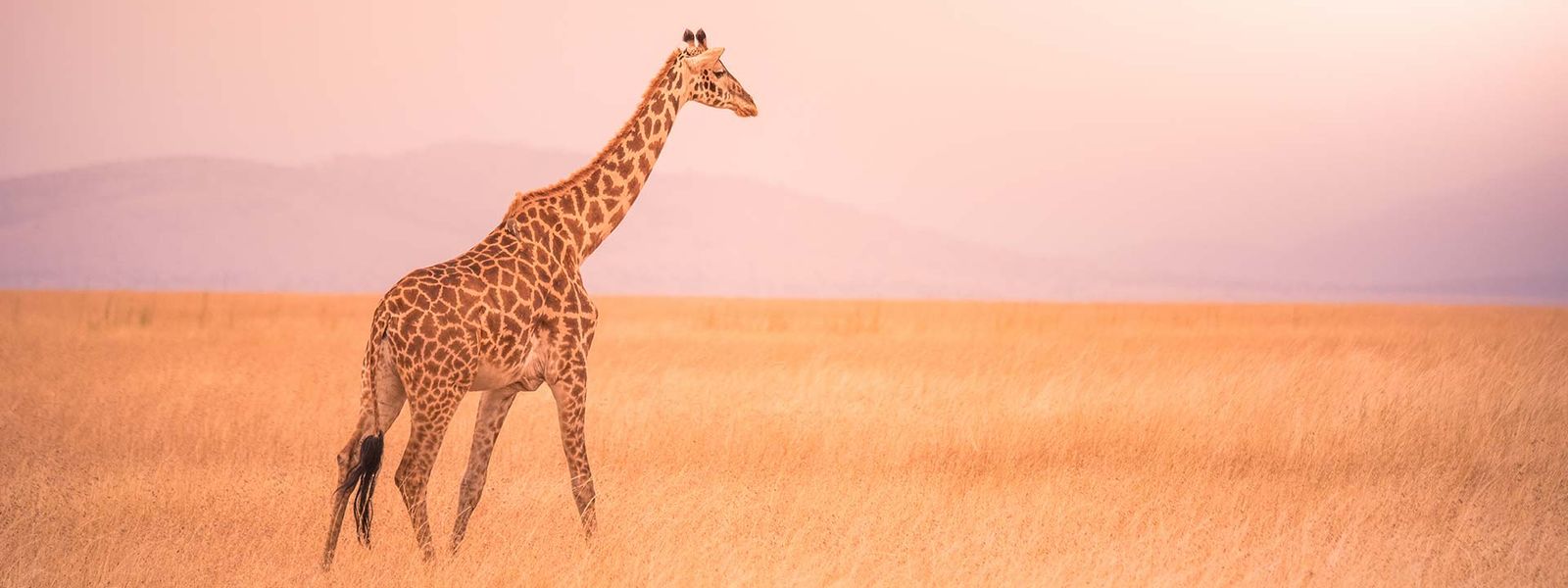Quelle est la période idéale pour visiter le Serengeti ?