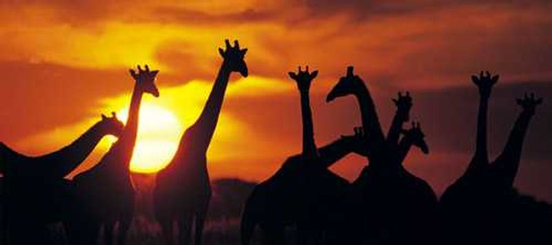 giraffes