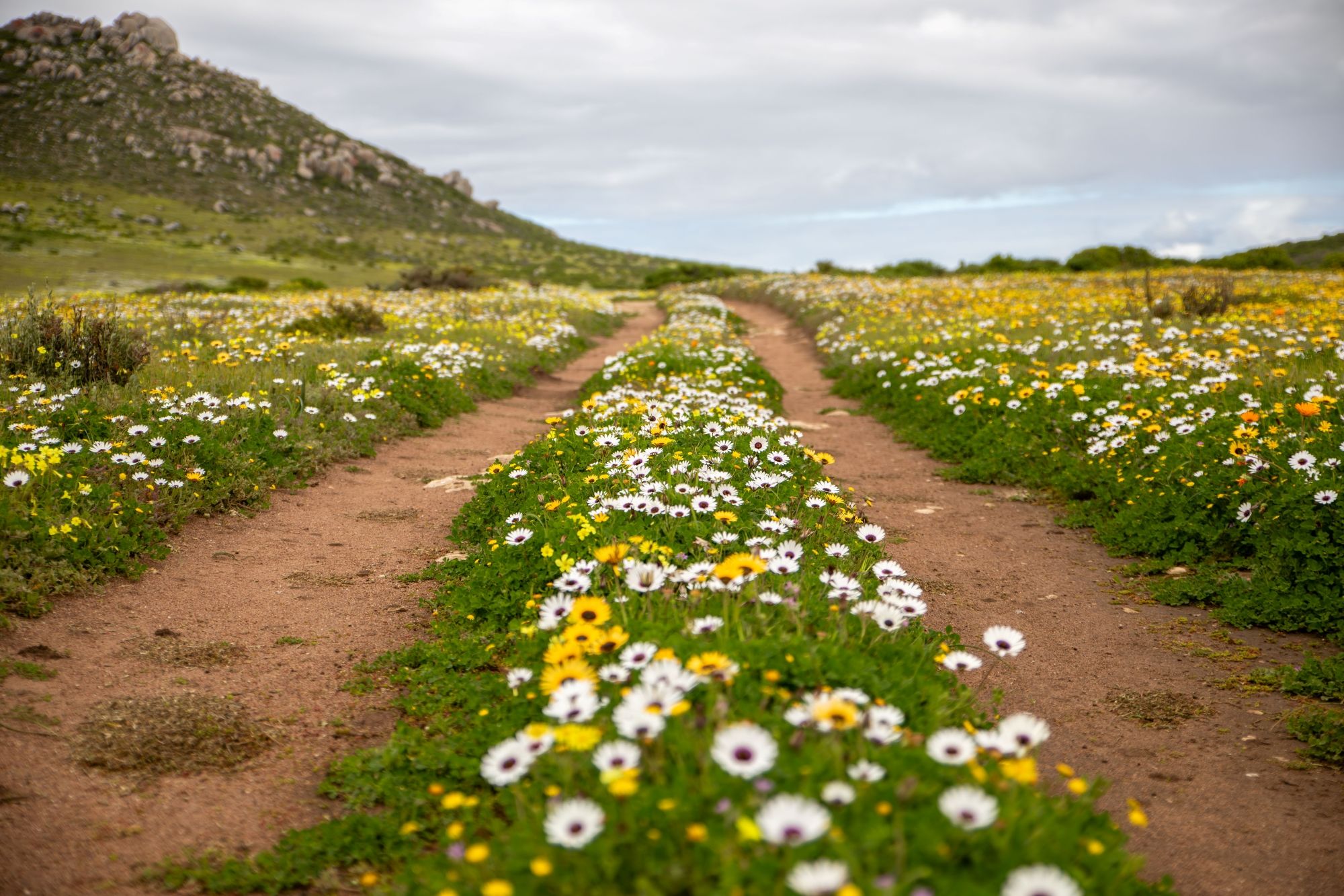 5 Reasons to Visit the West Coast National Park