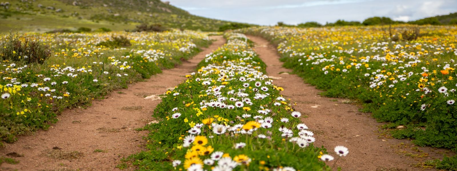 5 Reasons to Visit the West Coast National Park