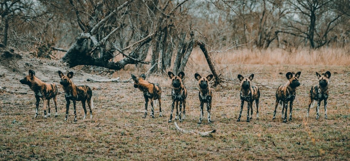 Best Places To See Endangered Animals In Africa