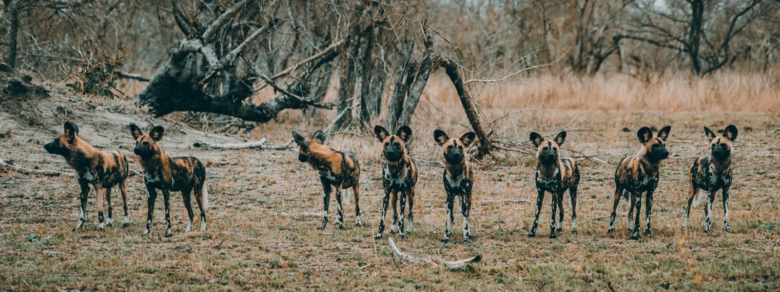 Best Places To See Endangered Animals In Africa