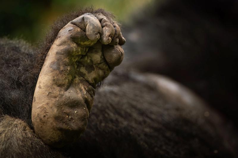 Patte d'un bébé gorille de montagne, Crédit photo : Singita Kwitonda Lodge