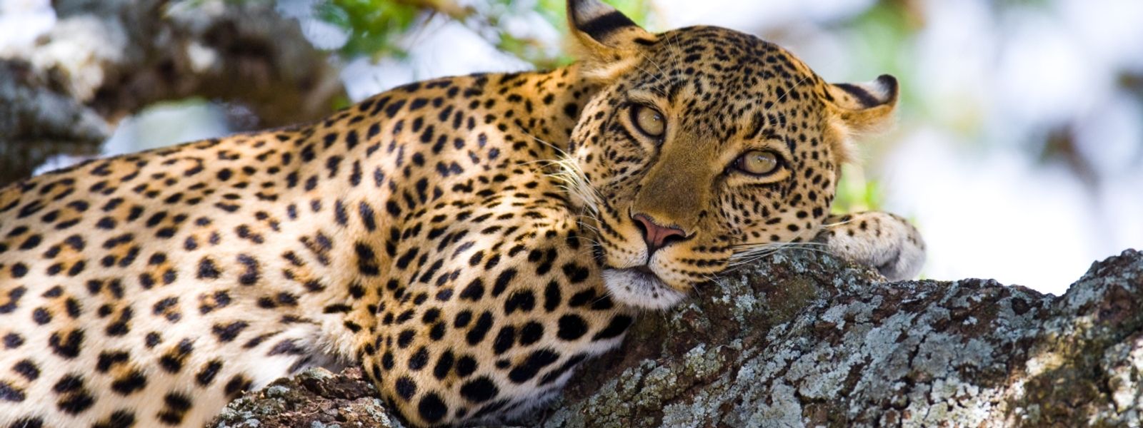 Answering Africa’s Call: Our Guest Lindy’s Soul-Stirring Story