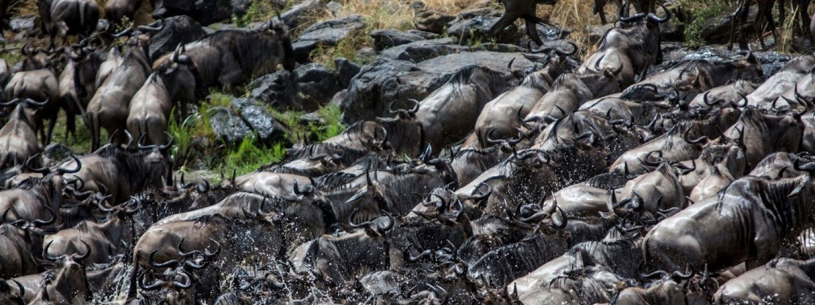 FAQ „Große Tierwanderung“: Alles, was Sie wissen müssen