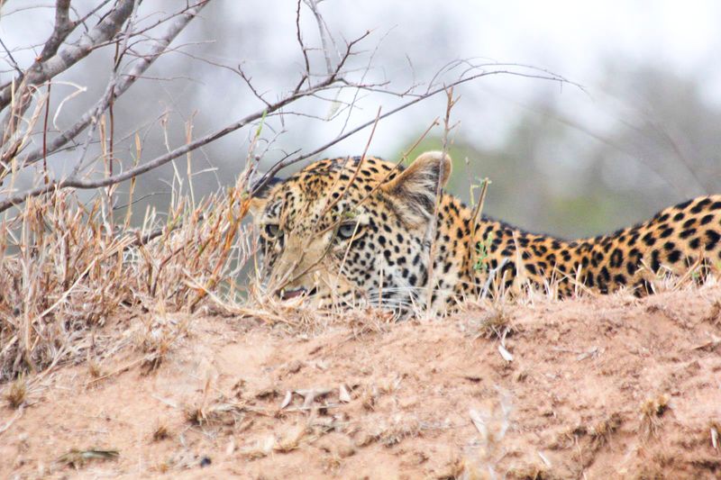 Leopard spots the warthog