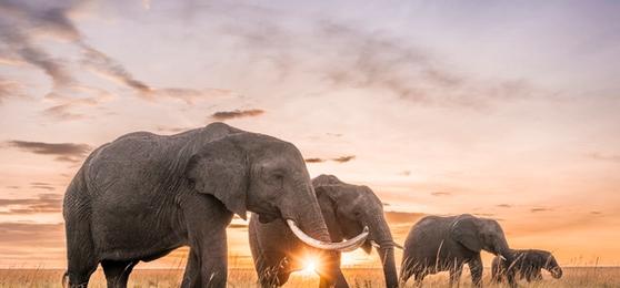 The Rhino Africa Difference – The Best Way to Safari