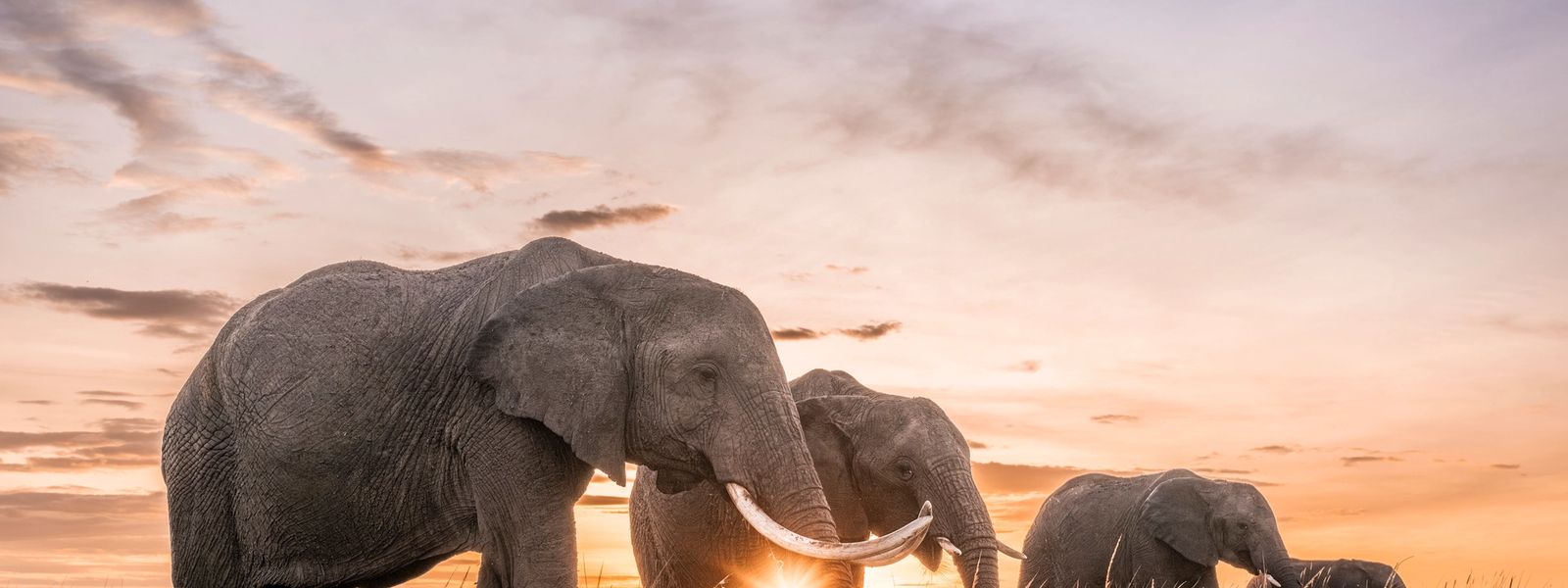 The Rhino Africa Difference – The Best Way to Safari