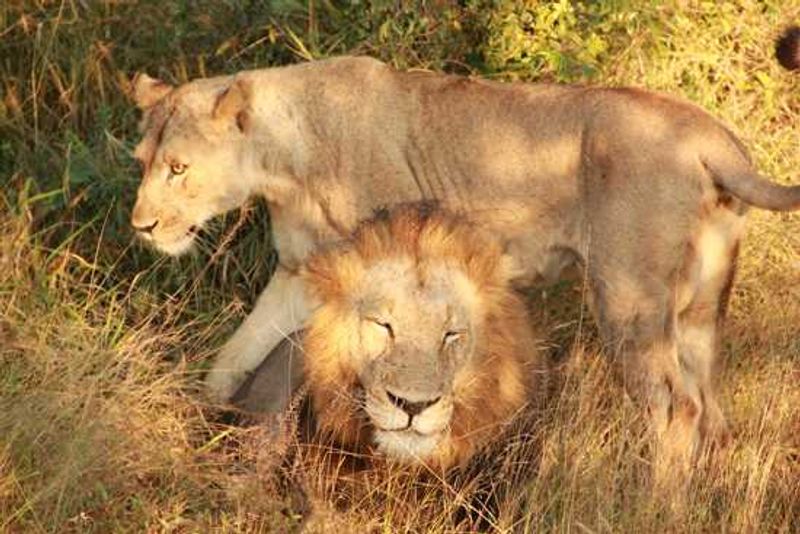 Morning lion sighting