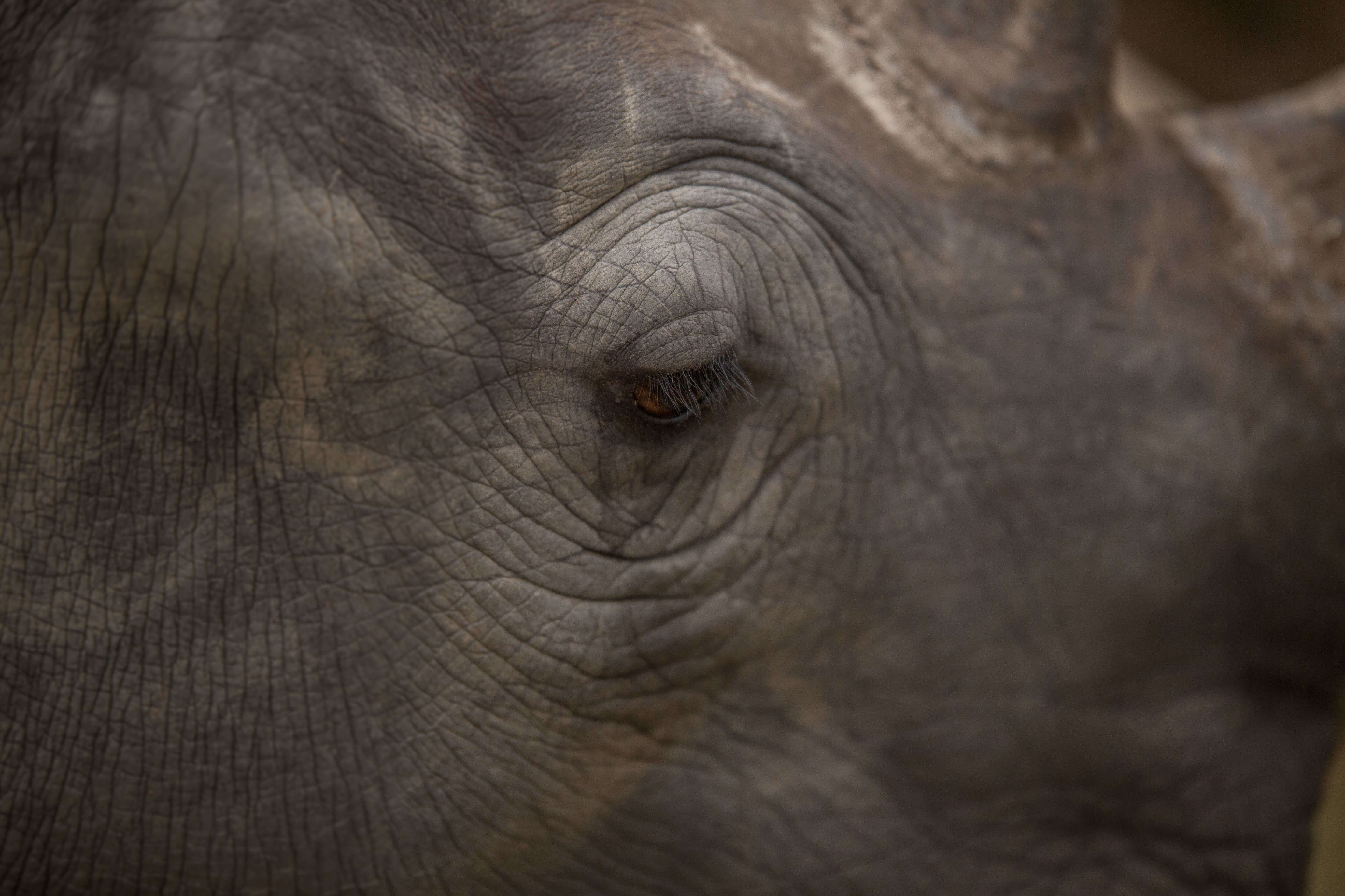 Protecting Our Rhinos From Poachers