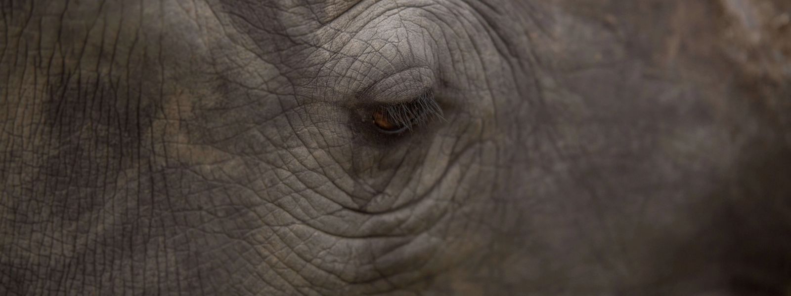 Protecting Our Rhinos From Poachers