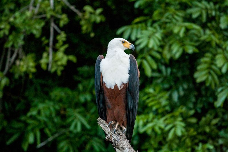 fish eagle with lush forest background