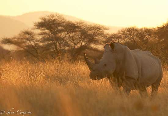 One&Only Cape Town's 'Save The Rhino' Campaign