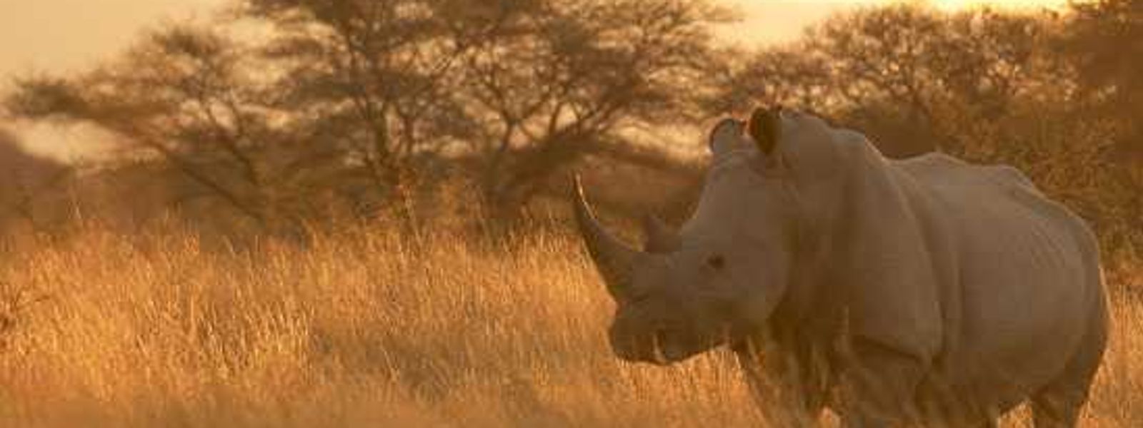 One&Only Cape Town's 'Save The Rhino' Campaign