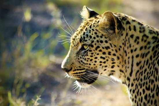 A leopard close up