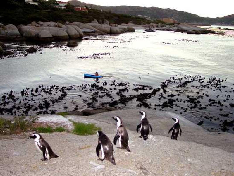 Kayak through the water with penguins by your side at Boulders Beach