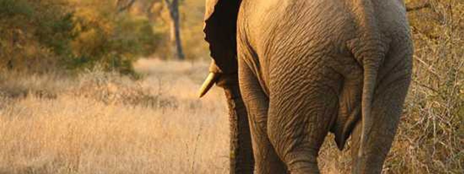 Samantha's Singita Safari: Part II