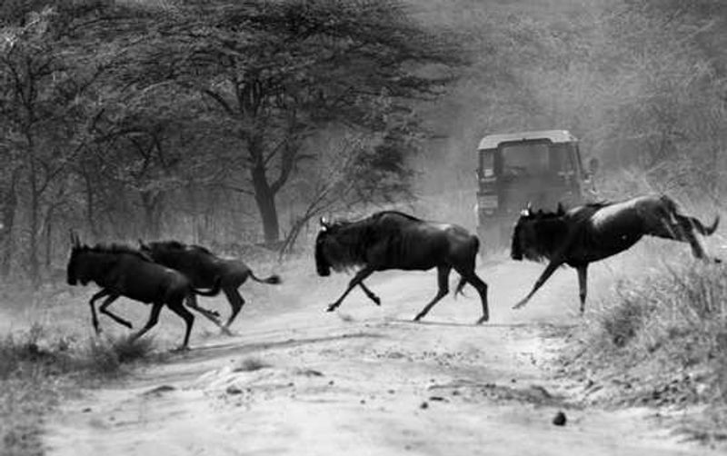 Experience the wildebeest migration