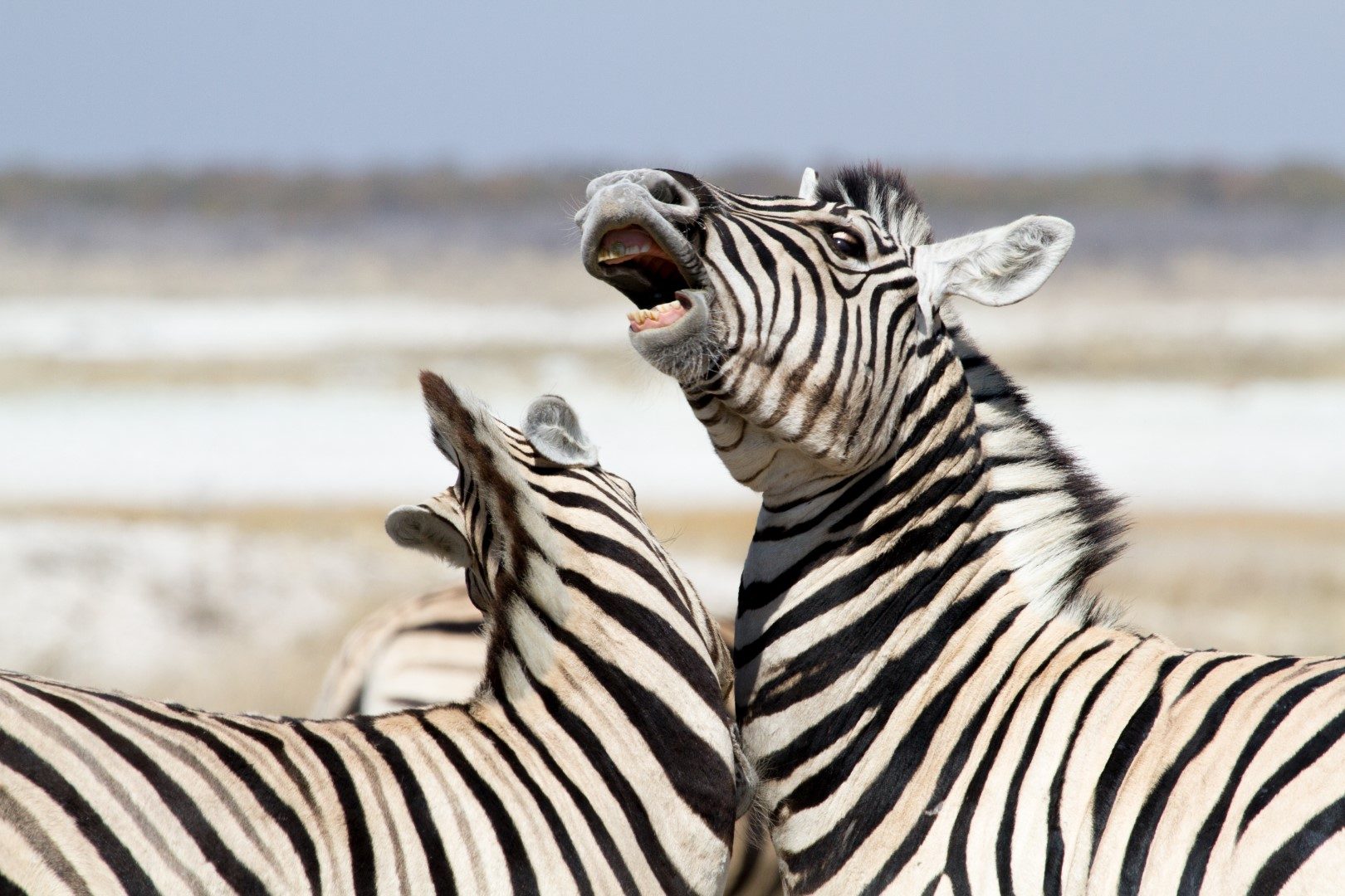 48h en Namibie et un safari à Etosha