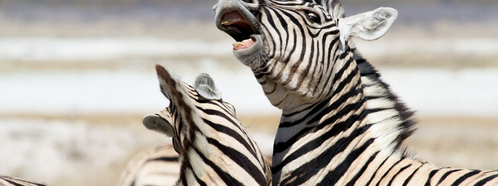 48h en Namibie et un safari à Etosha