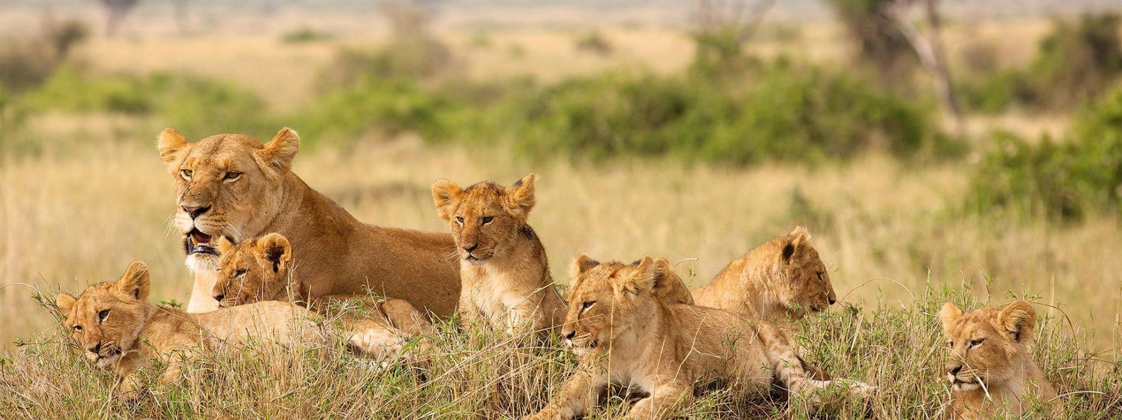 Our Top Destinations For African Travel in December