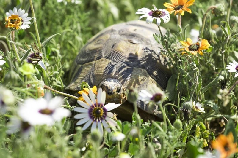 Landschildkröte umgeben von Wildblumen an Südafrikas Westküste - eines der wilden Tiere, die in Kapstadt leben