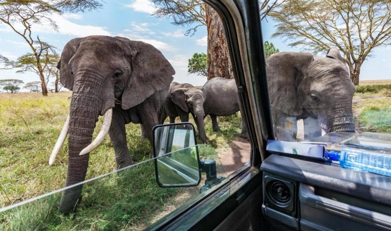 Die beste Reisezeit für die Serengeti: Elefanten kommen dicht ans Pirschfahrzeug heran