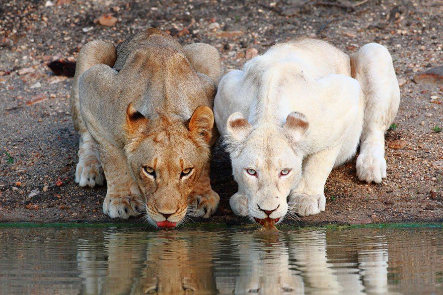 Genetic Defects & Anomalies in African Animals
