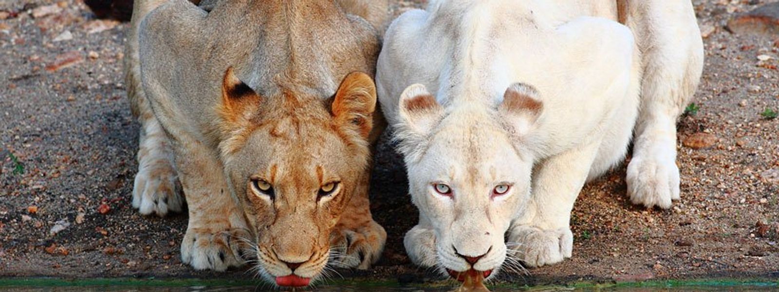 Genetic Defects & Anomalies in African Animals