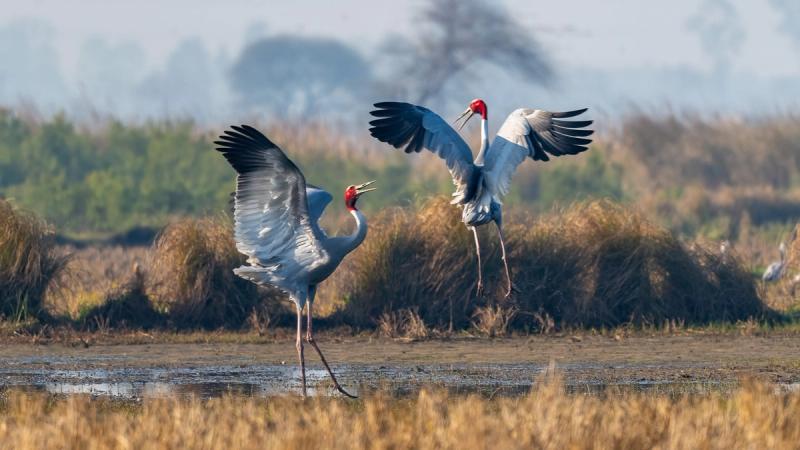 Secretary birds dancing