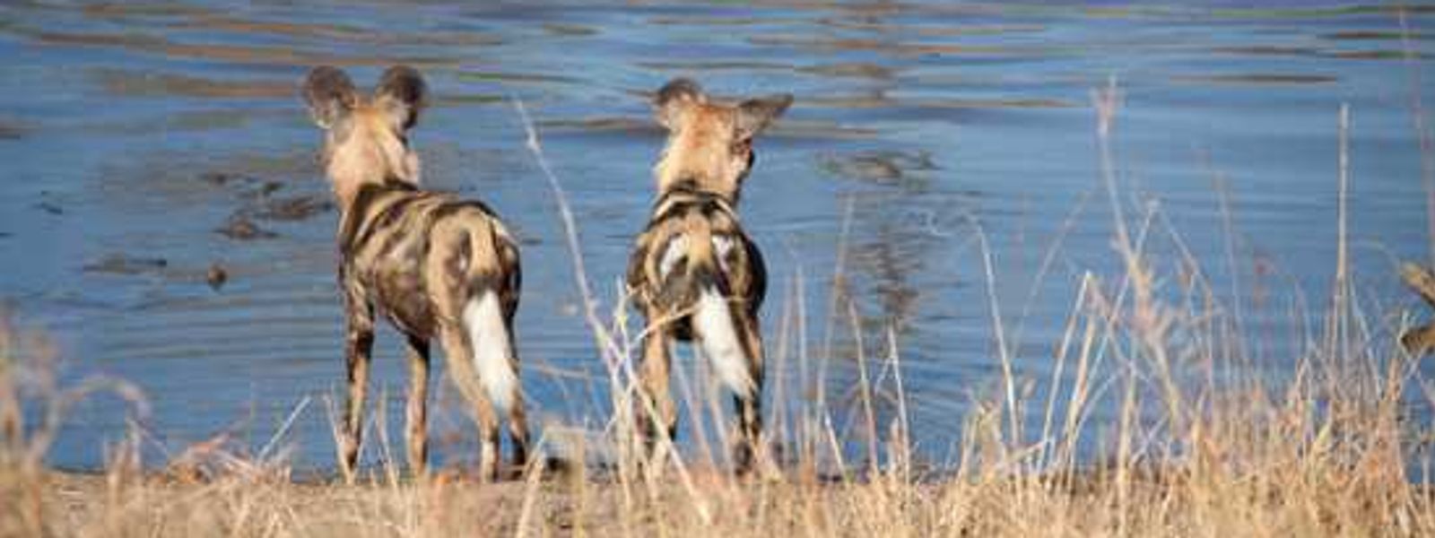 Saving Africa's Wild Dog - Wildlife ACT Fund & Woolworths