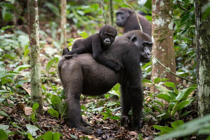Vous serez ému par ces incroyables gorilles, Crédit photo : Odzala Discovery Camps