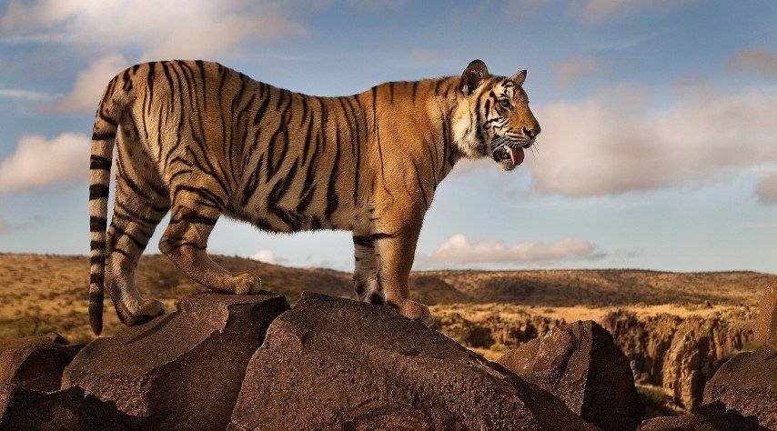 Leben Tiger in Afrika? Wir haben die Antwort!