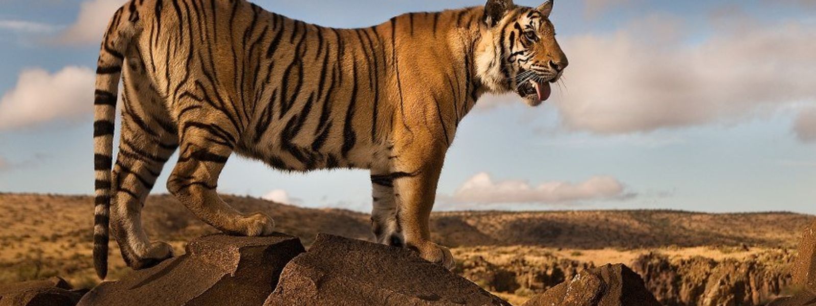 Leben Tiger in Afrika? Wir haben die Antwort!