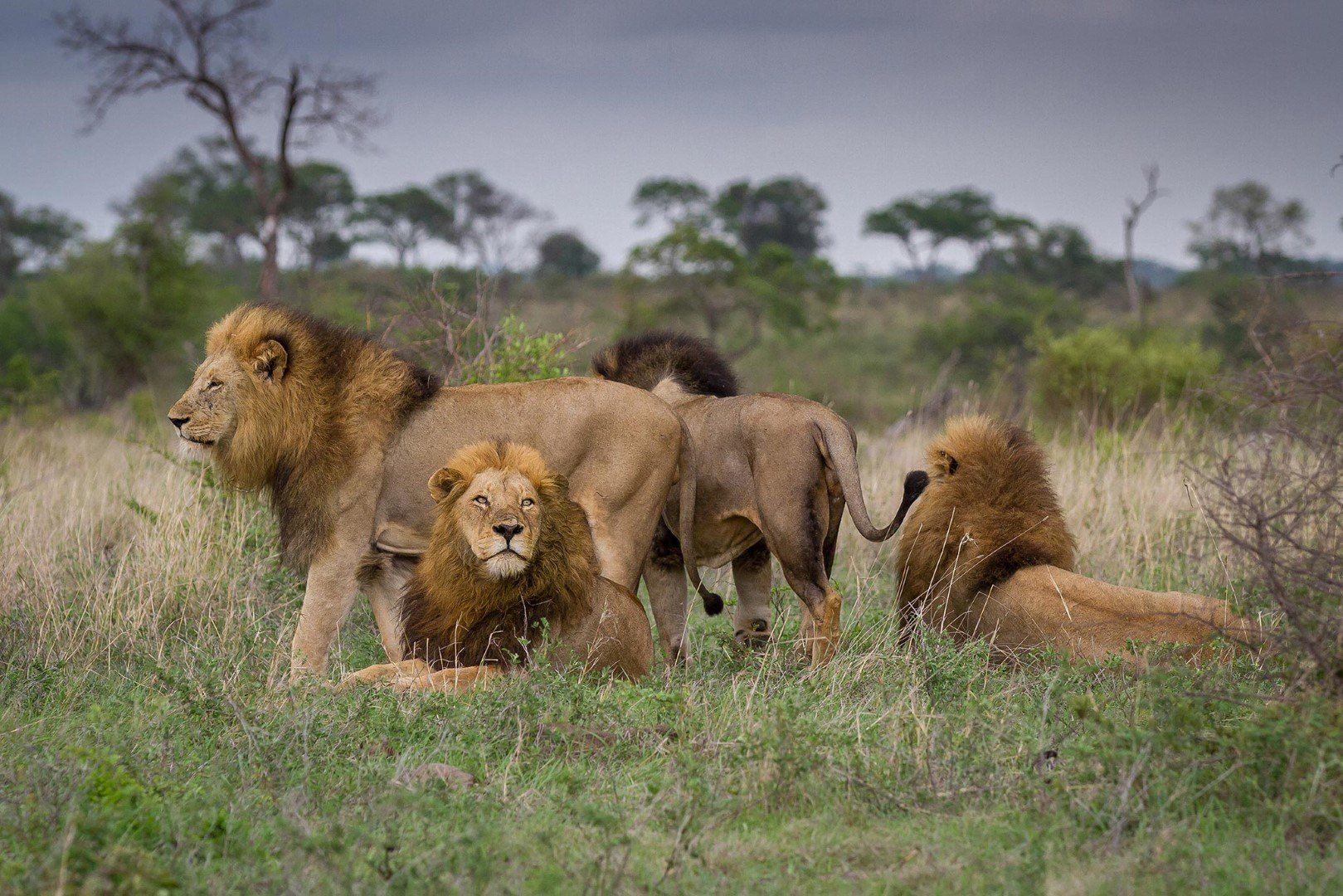Quelle est la meilleure période pour visiter le parc national Kruger ?
